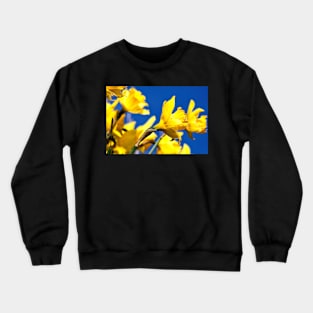 Blue and Yellow Crewneck Sweatshirt